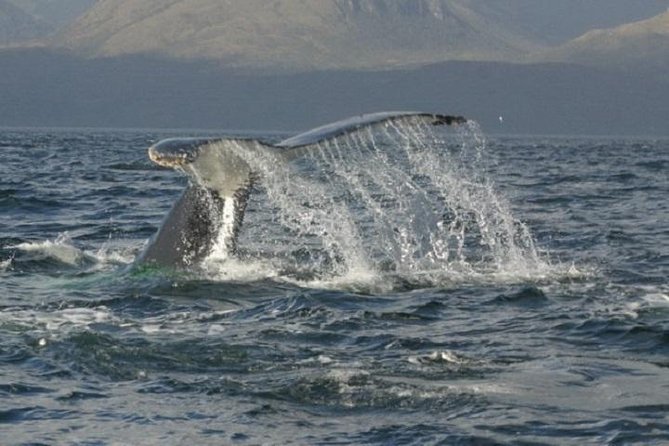 Whales, Penguins & Glaciers Navigation From Punta Arenas - Sunrise near Fuerte Bulnes
