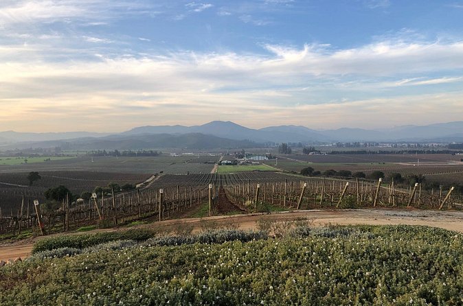 Wine Tasting Tour to Casablanca Valley (Wine Region) - What the private format changes