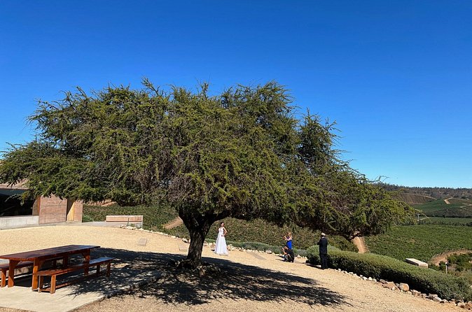 Wine Tasting Tour to Casablanca Valley (Wine Region) - Reading the mixed satisfaction fairly