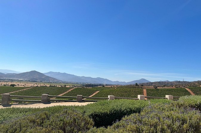 Wine Tasting Tour to Casablanca Valley (Wine Region) - Price, timing, and who gets the best value