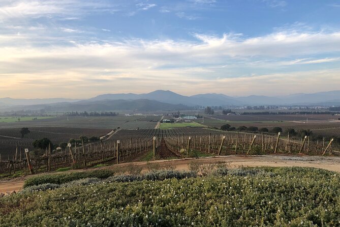 Wine Tasting Tour to Casablanca Valley (Wine Region) - Four premium wines, then a proper lunch