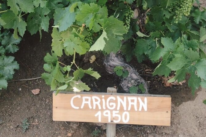 Wine Tour Casas del Bosque+Bodegas RE Vineyards Casablanca Valley - Touring Casas del Bosque After Lunch