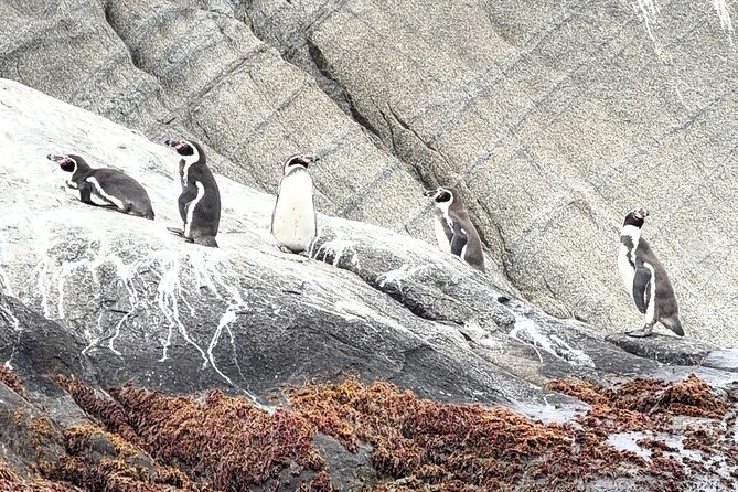 Zapallar and Papudo Tour with Penguins and Horseback Riding - Zapallar: elegant buildings and a dramatic coast