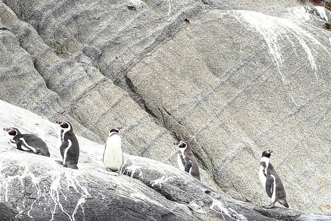 Zapallar and Papudo Tour with Penguins and Horseback Riding - Isla Cachagua: penguins, sea lions, and open water
