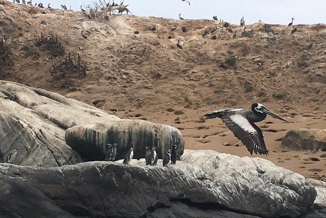 Zapallar : nature, sea and local flavours - Is $480 good value?