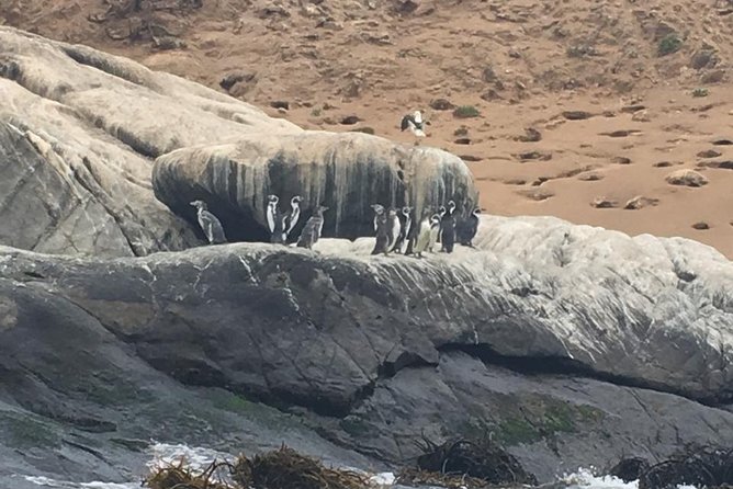 Zapallar : nature, sea and local flavours - Who will enjoy this coastal outing?