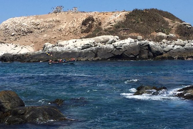 Zapallar Walking & Bird Watching Penguins From Valpo.Private Tour - Key points to know before booking